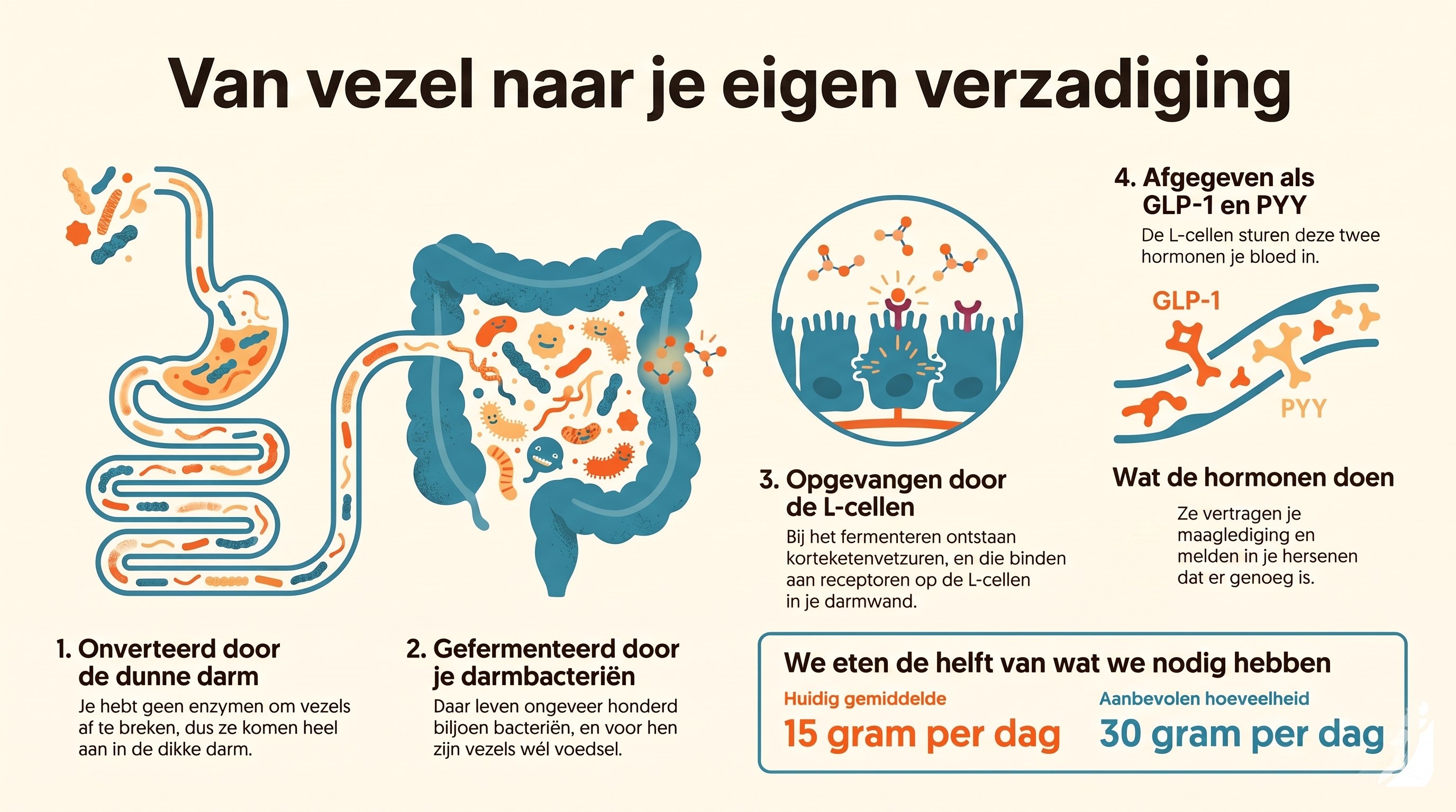 Van je bord naar je darmbacteriën, naar korteketenvetzuren, naar je eigen GLP-1 en PYY.