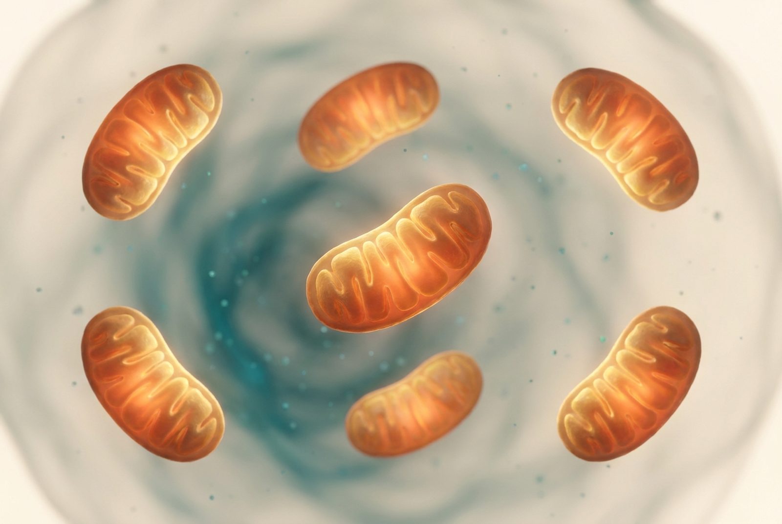 Mitochondriën als gloeiende energiefabriekjes in een cel.